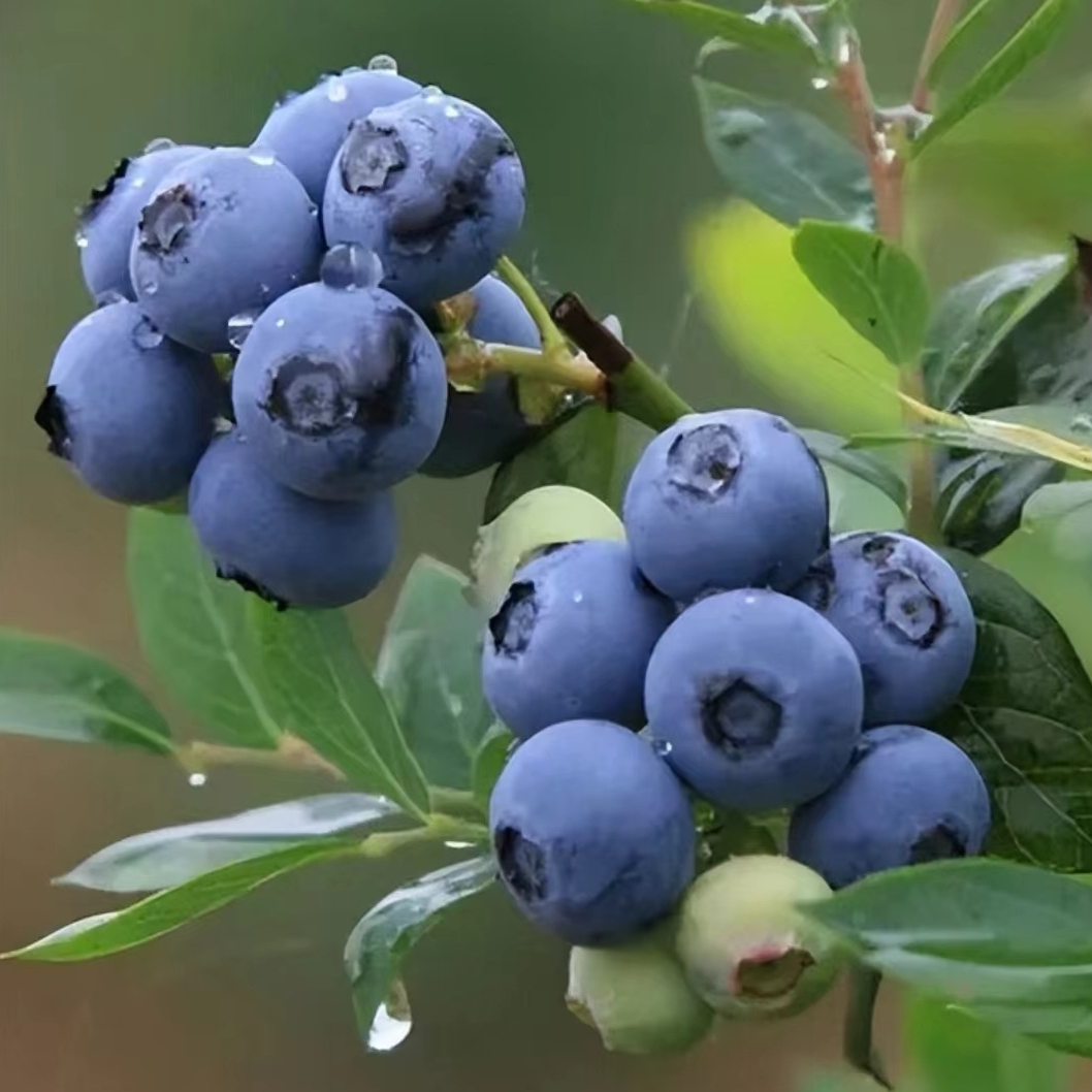 【精选蓝莓大果15+】现摘新鲜头茬脆甜水果大果甜度包赔精选
