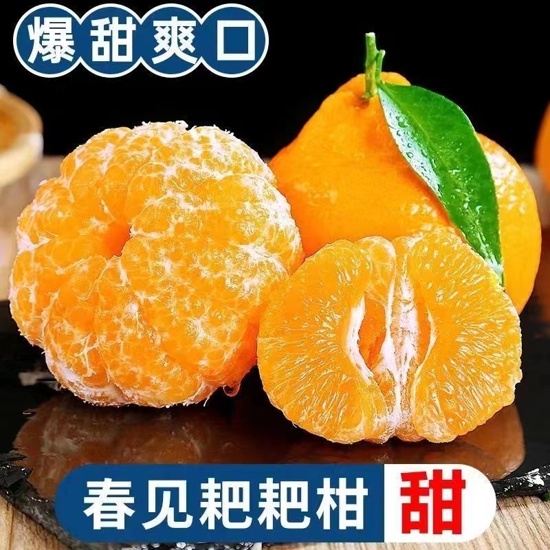 正宗四川春见耙耙柑现摘发货新鲜时令水果应季爆浆丑橘礼盒装包邮