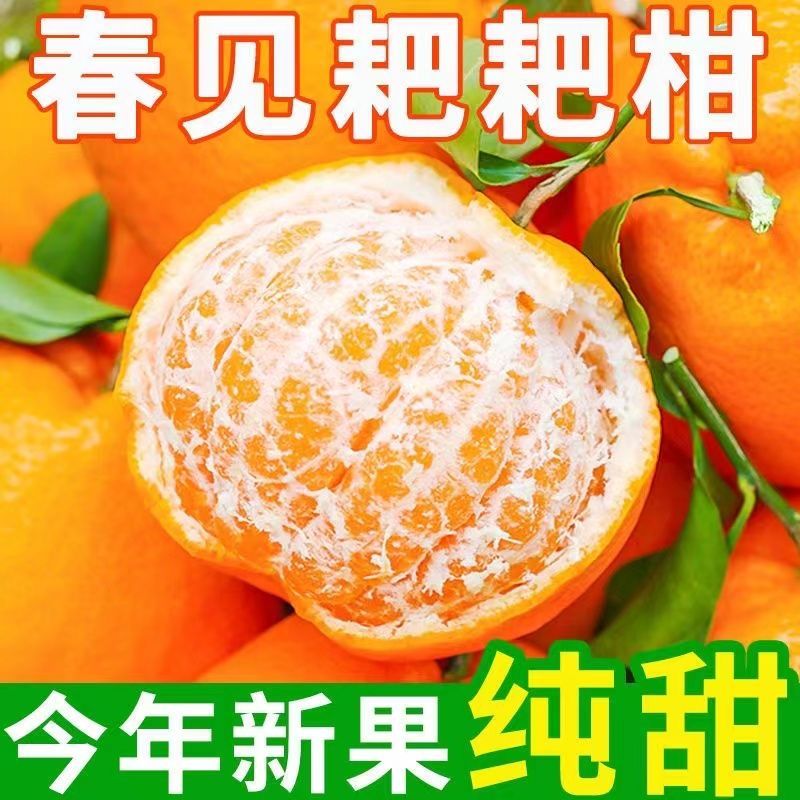 四川眉山正宗耙耙柑粑粑新鲜水果非丑橘柑子包邮礼盒装产地直发