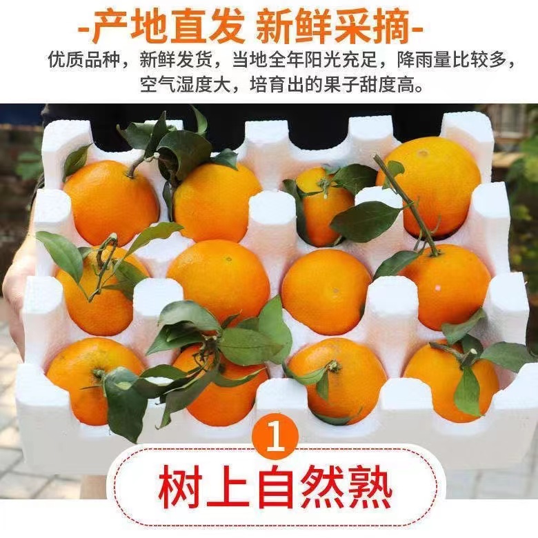 【与辉同行东方甄选】爆汁四川春见杷杷柑桔子丑橘新鲜橘子整箱应