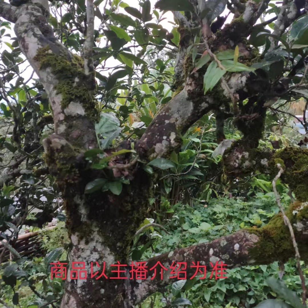 昔牌2024年梅子箐古树散料