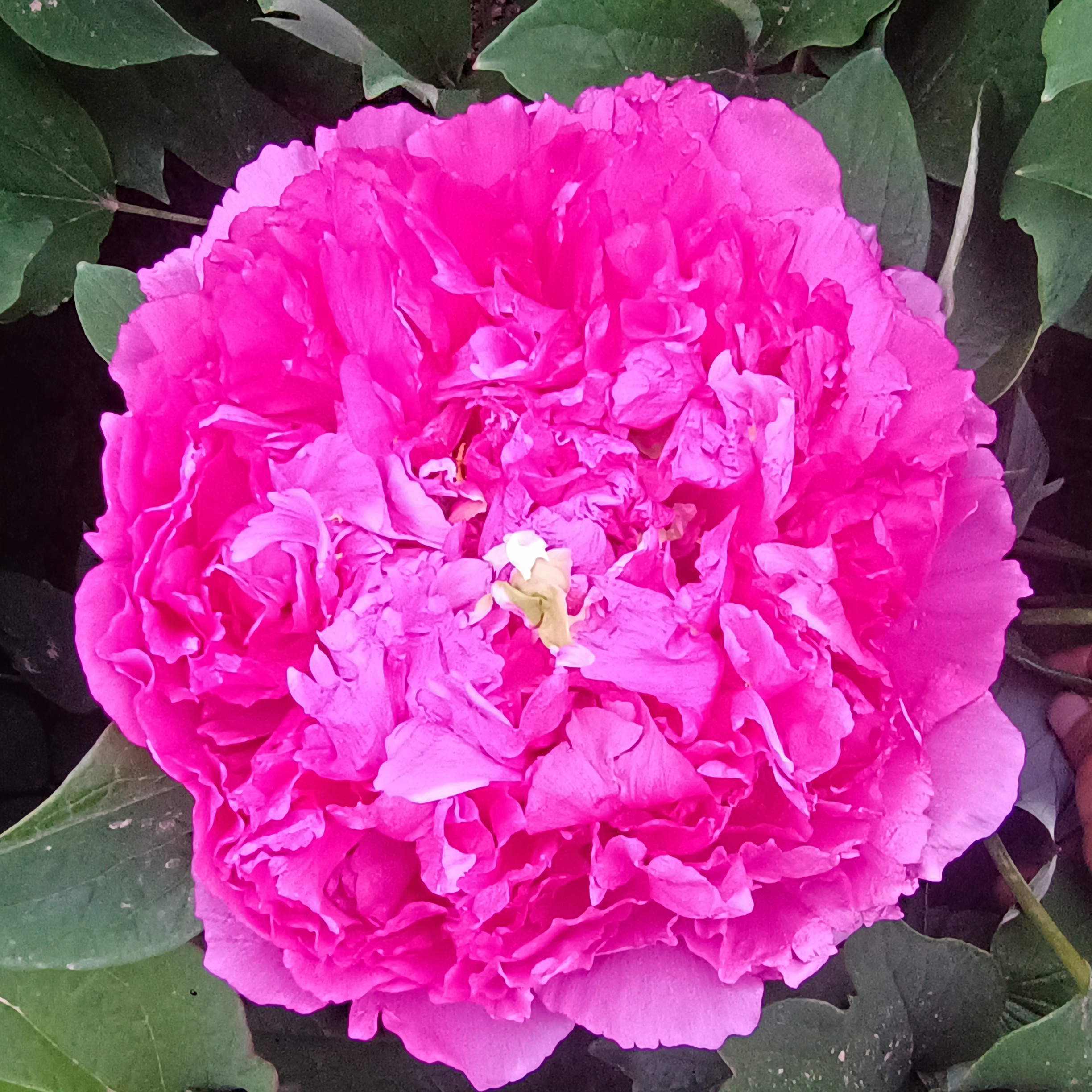 菏泽观赏千层大花胜葛金庭院阳台盆栽地栽