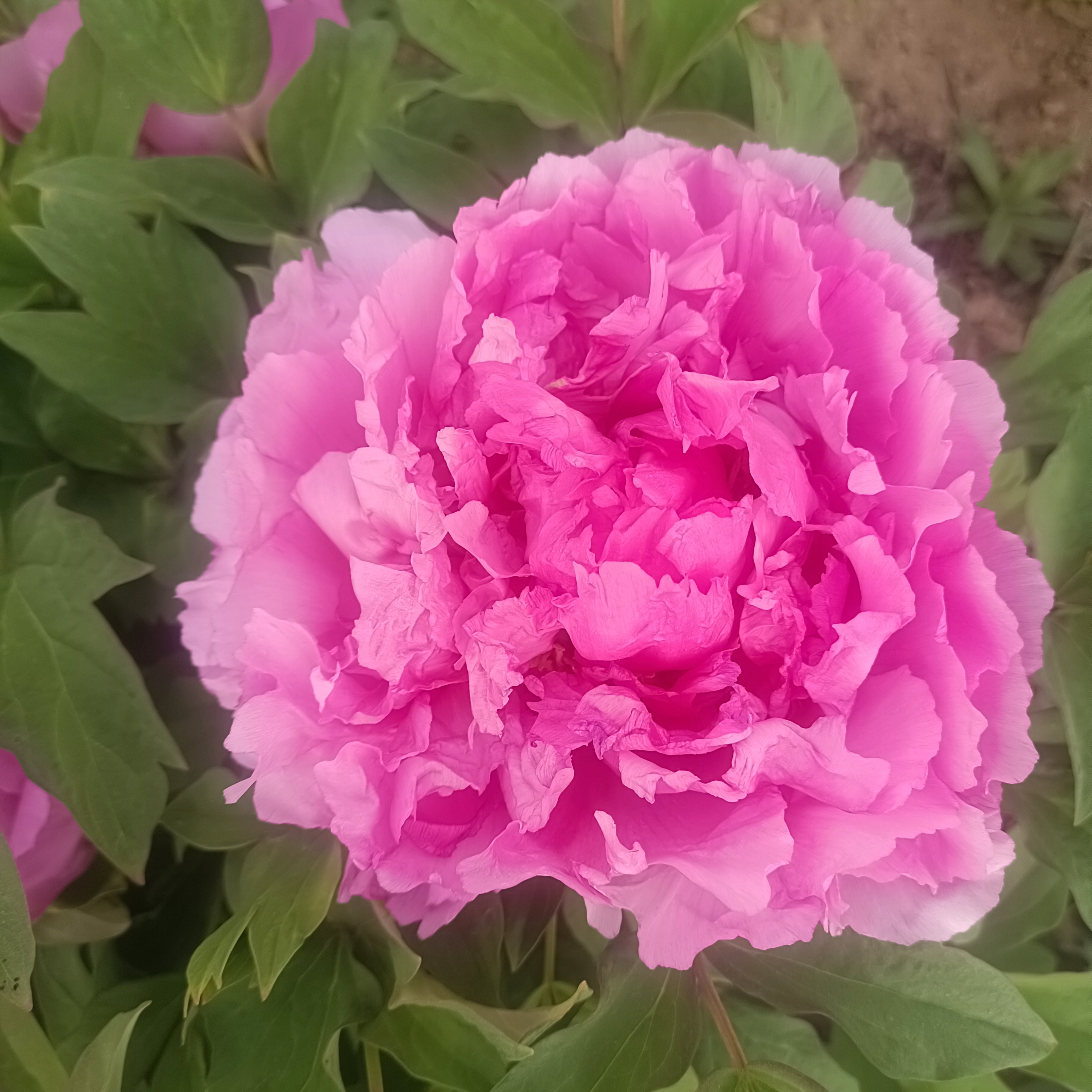 菏泽牡丹大棵牡丹一花一拍