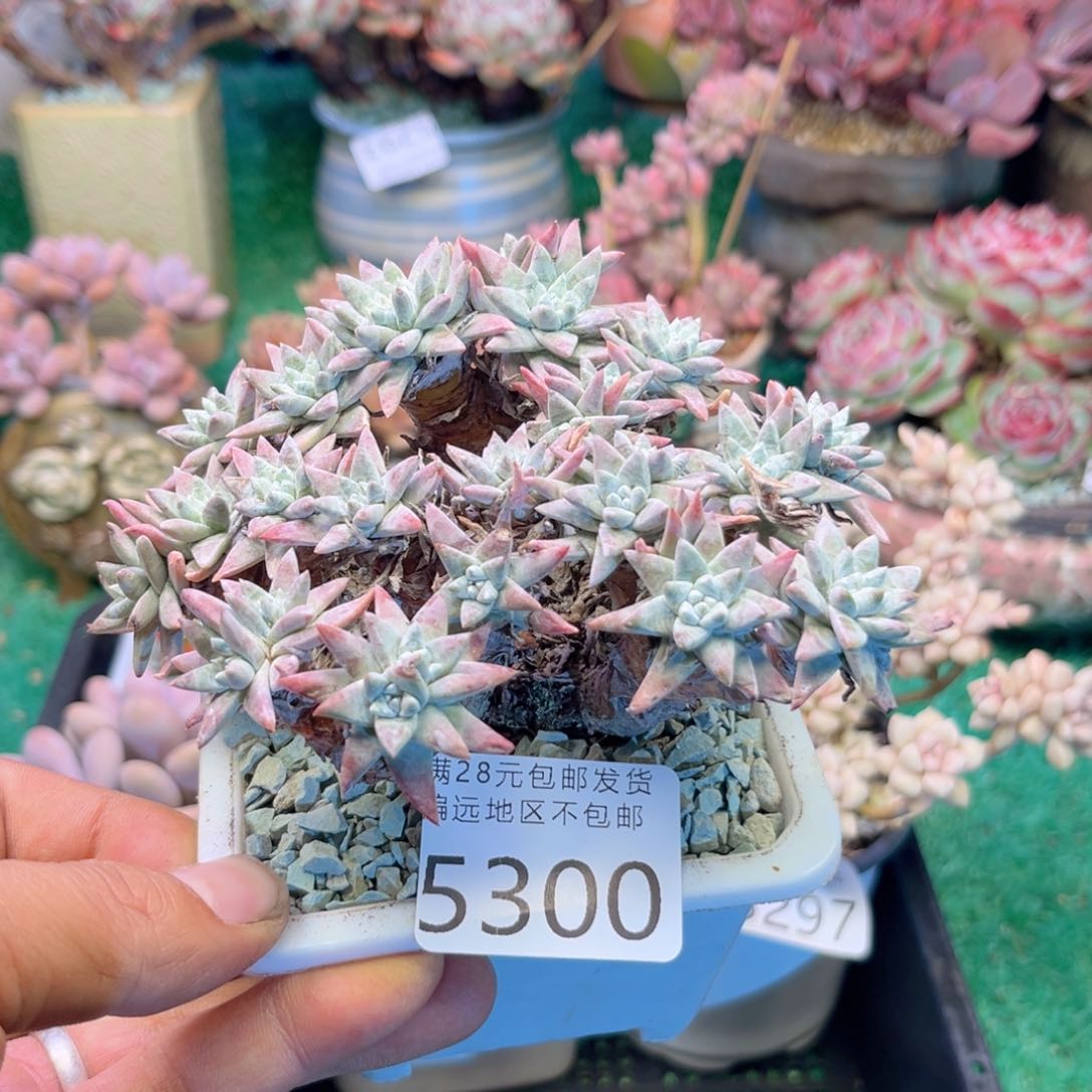 大5300j j j j j j j j j