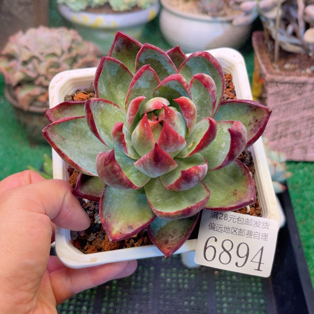 大6894:）x b c nv n n