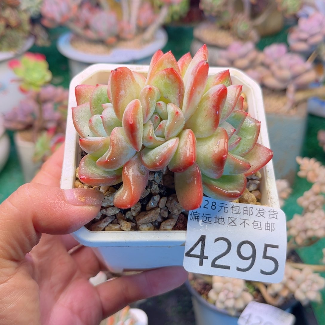 亲4295；h d h f h c j ch n k