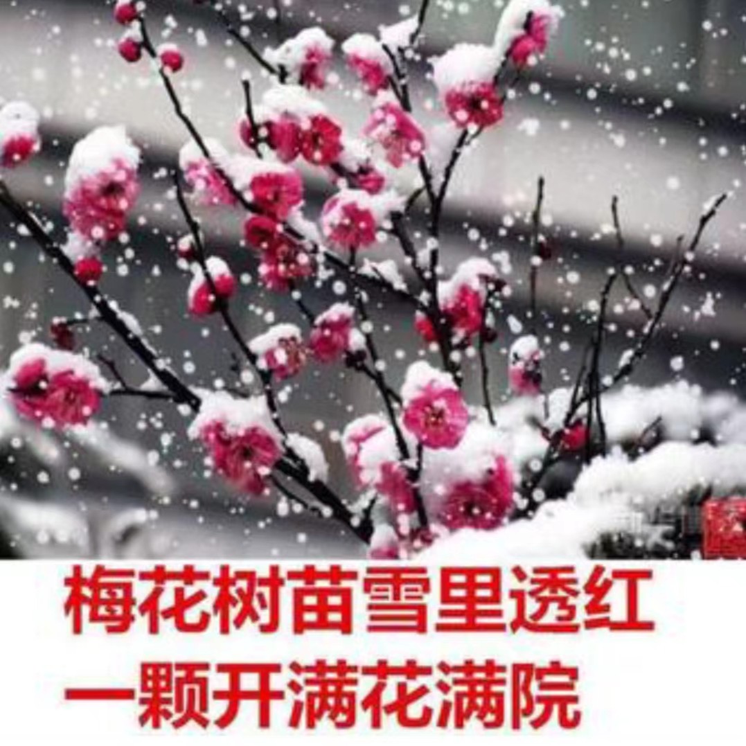 原生梅花老桩盆栽耐寒花卉室内阳台庭院红梅绿梅系列植物基地直销