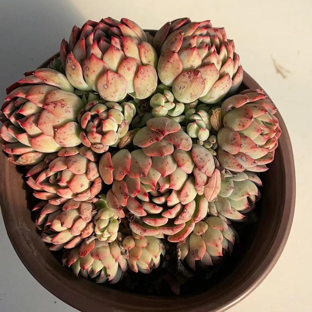 恋上多肉 娜娜小勾 老桩好养活 以直播间展示为准 满19.9包邮 