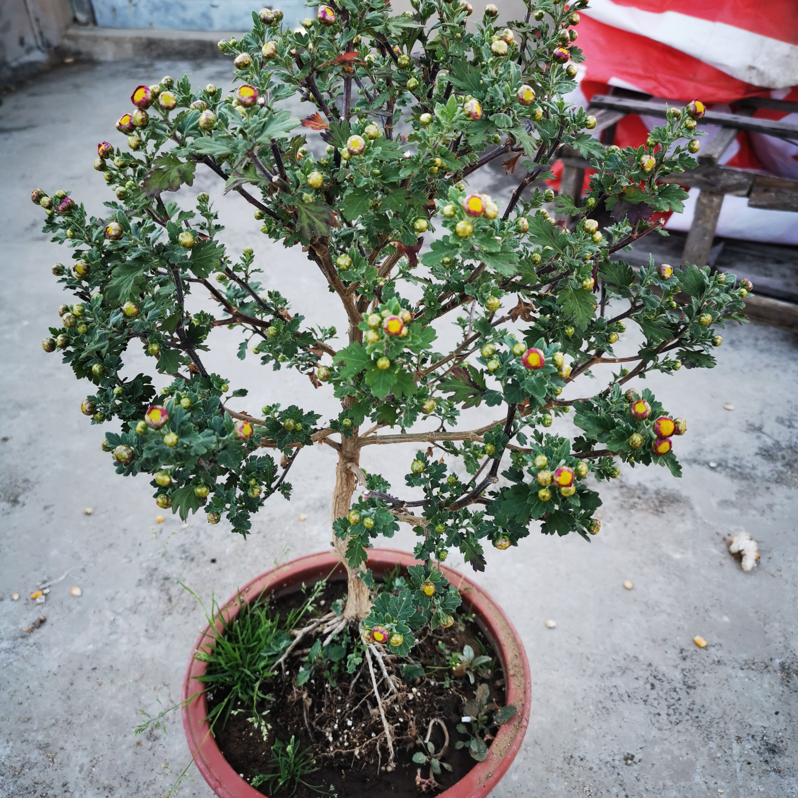 盆景小菊  菊花盆景 木本菊花 盆栽 地栽 室内外