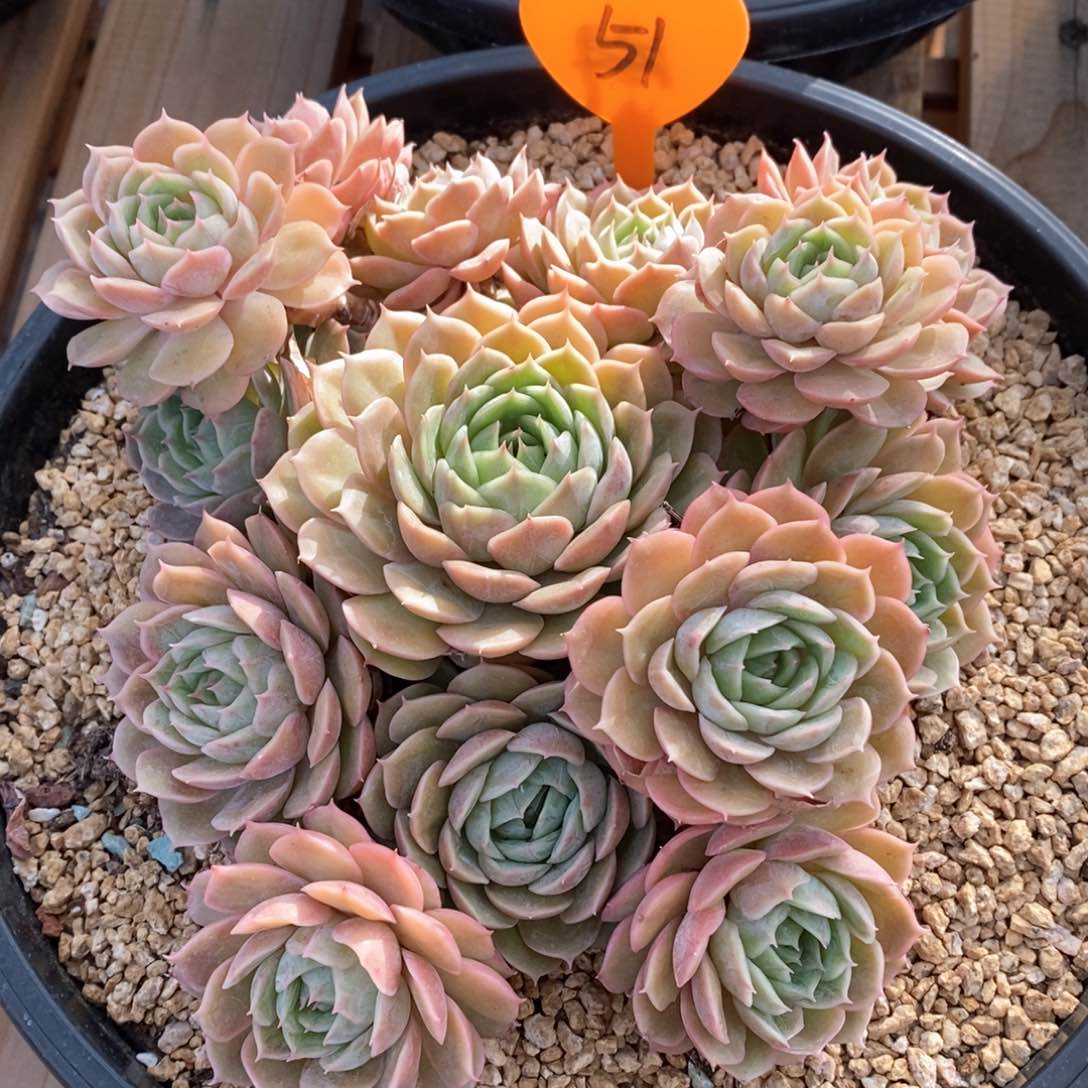 精品多肉一物一拍51