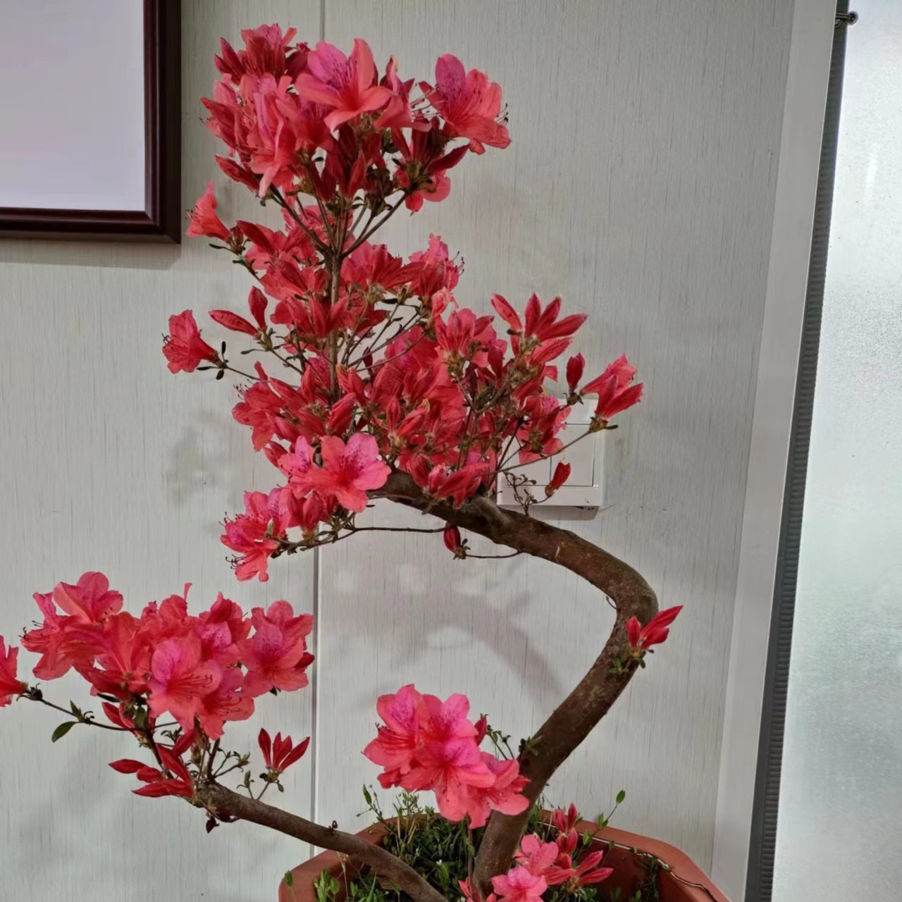大别山先花后叶品种映山红盆景阳台黄色庭院杜鹃花粉红色盆花品牌