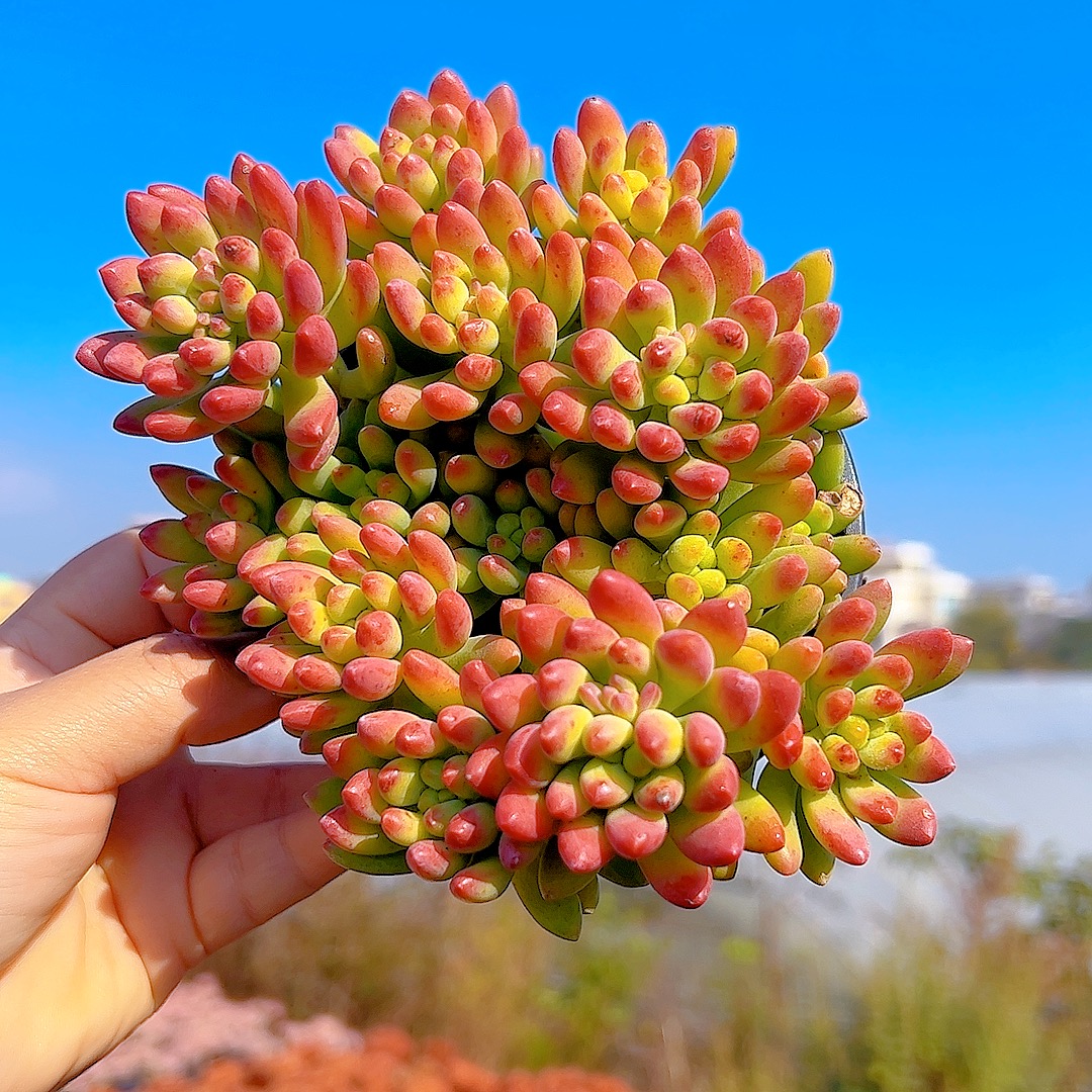 多肉盆栽 香香春萌（带盆）两单包邮 买五送一 多肉植物