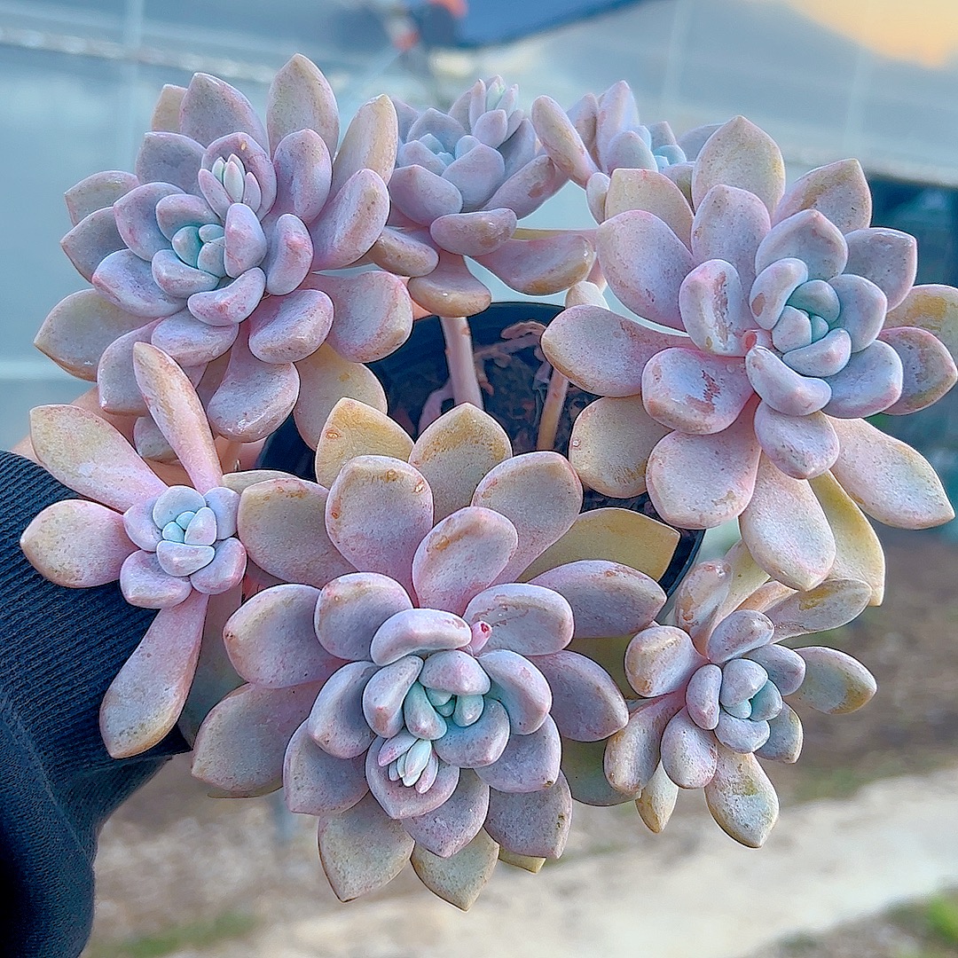 克洛伊（脱土） 整装 买五送一 多肉植物