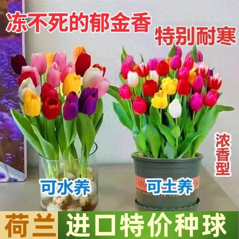 进口郁金香种球带芽发货四季开花室内阳台庭院地栽盆栽耐寒好养