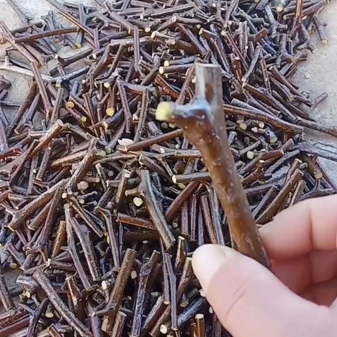 枣树接穗脆酥甜大枣庭院枣树地栽盆栽接穗10/20个