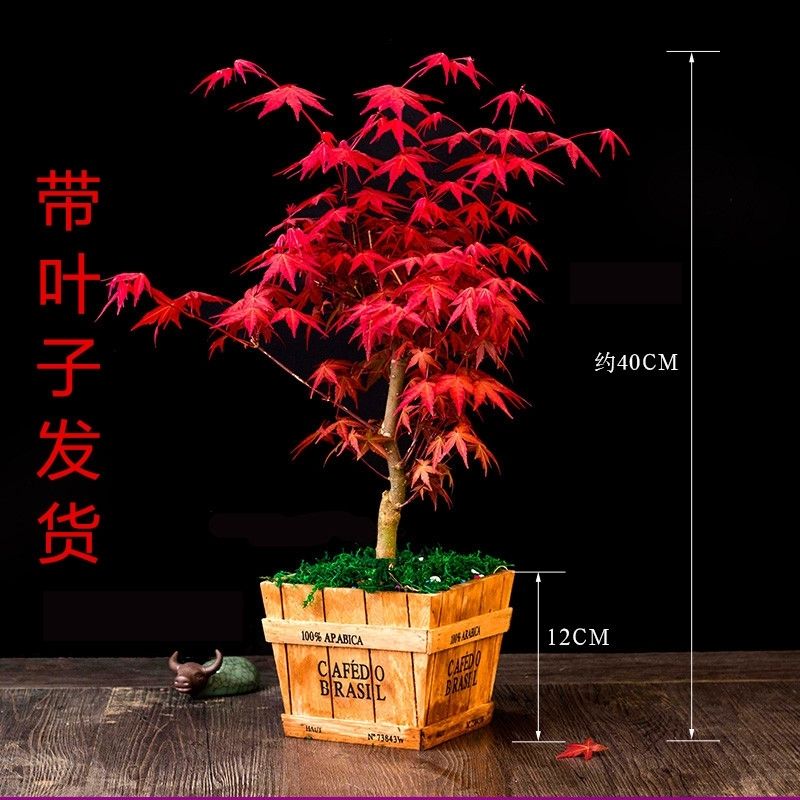 红枫红舞姬盆景中国红树苗矮桩室内阳台庭院风景树四季红枫