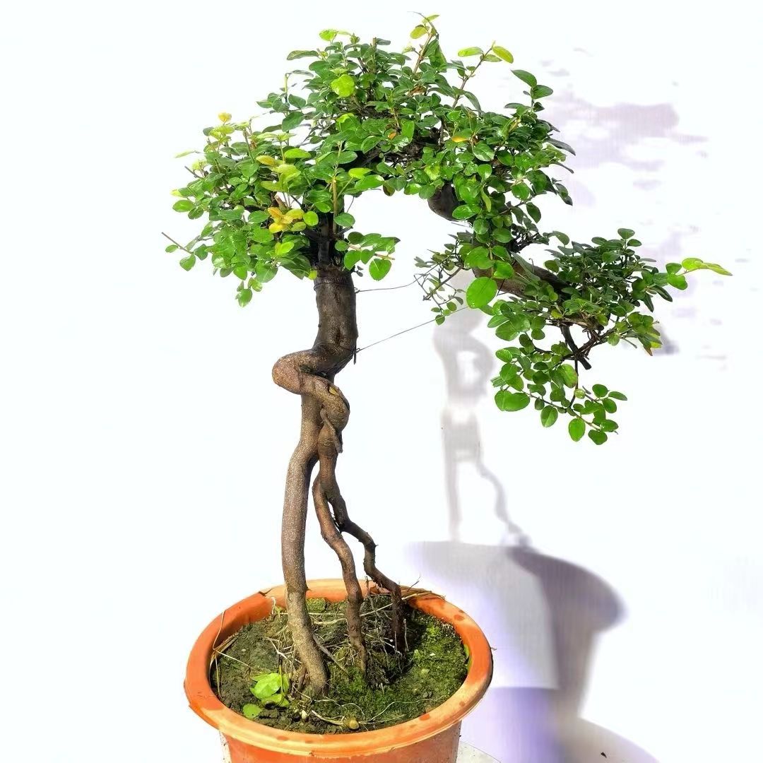 春花，栀子花，黑骨茶，山格木等熟桩