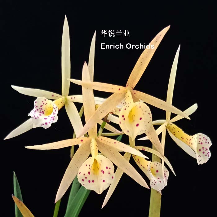 华锐兰业 开花性很好 变色斑点 白拉索 棒叶卡特兰 黄鸟 Bl.Yello