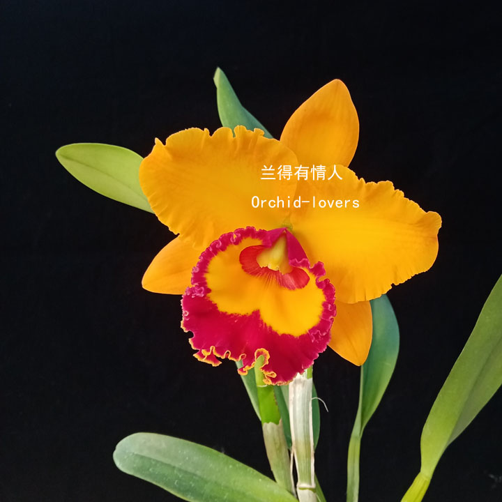 华锐兰业 黄花红唇大花卡特兰 清香 奇飞四眼