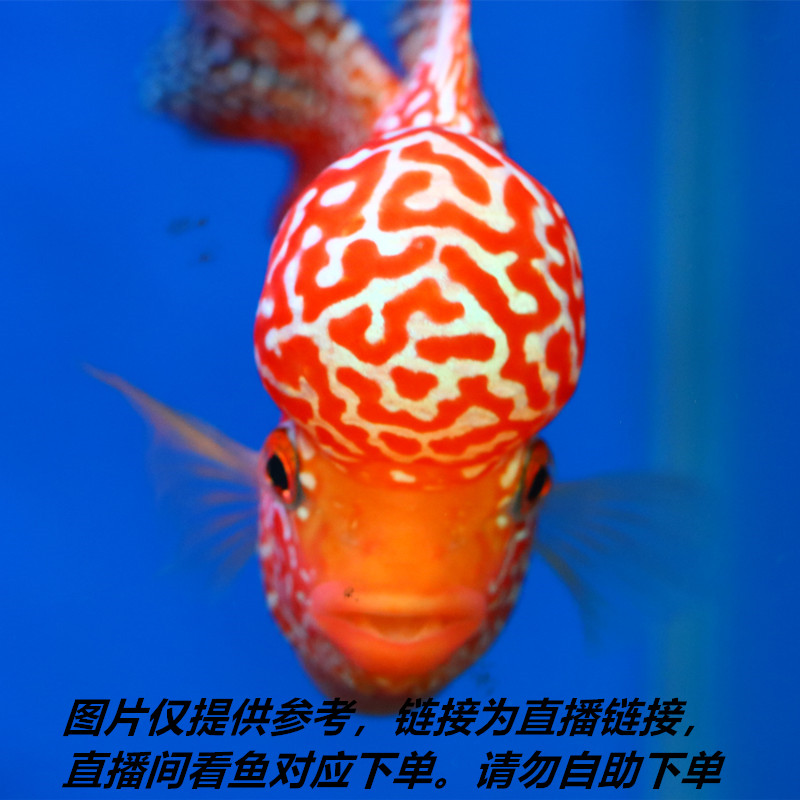 泰国罗汉鱼金花火凤凰古典热带观赏鱼