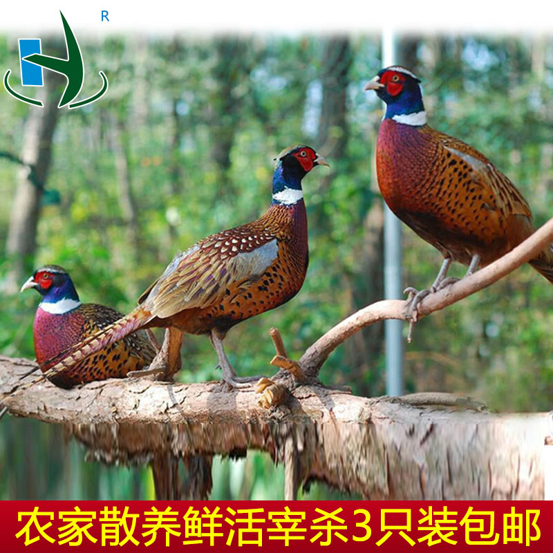 内蒙古散养山鸡七彩山鸡乡村美味特产随机