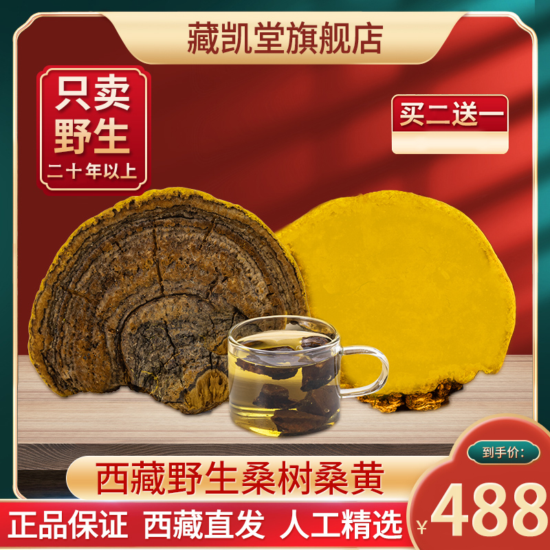 西藏林芝野生桑树桑黄正宗野生金边桑黄煮水煲汤泡酒西藏直发