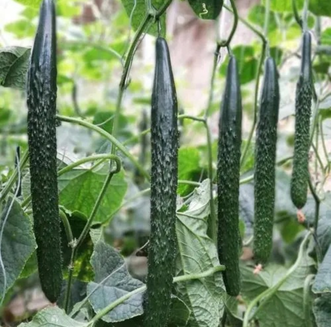 河南头茬黄瓜绿心黄瓜 当天采摘当天发货3－5斤