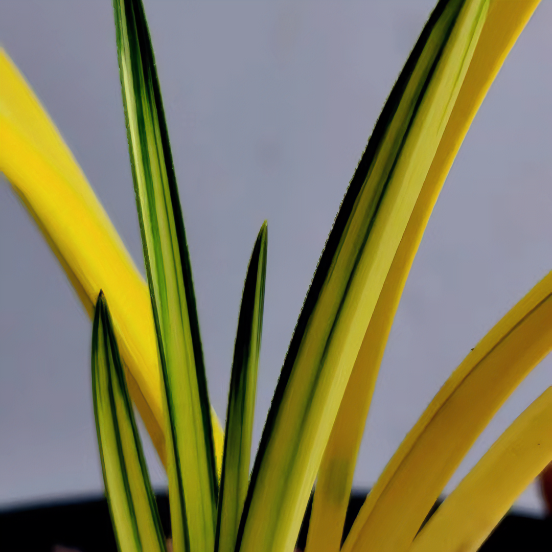 蕙兰新品.资源大货