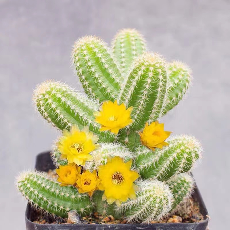 黄花白檀仙人球系列夏季开黄色花