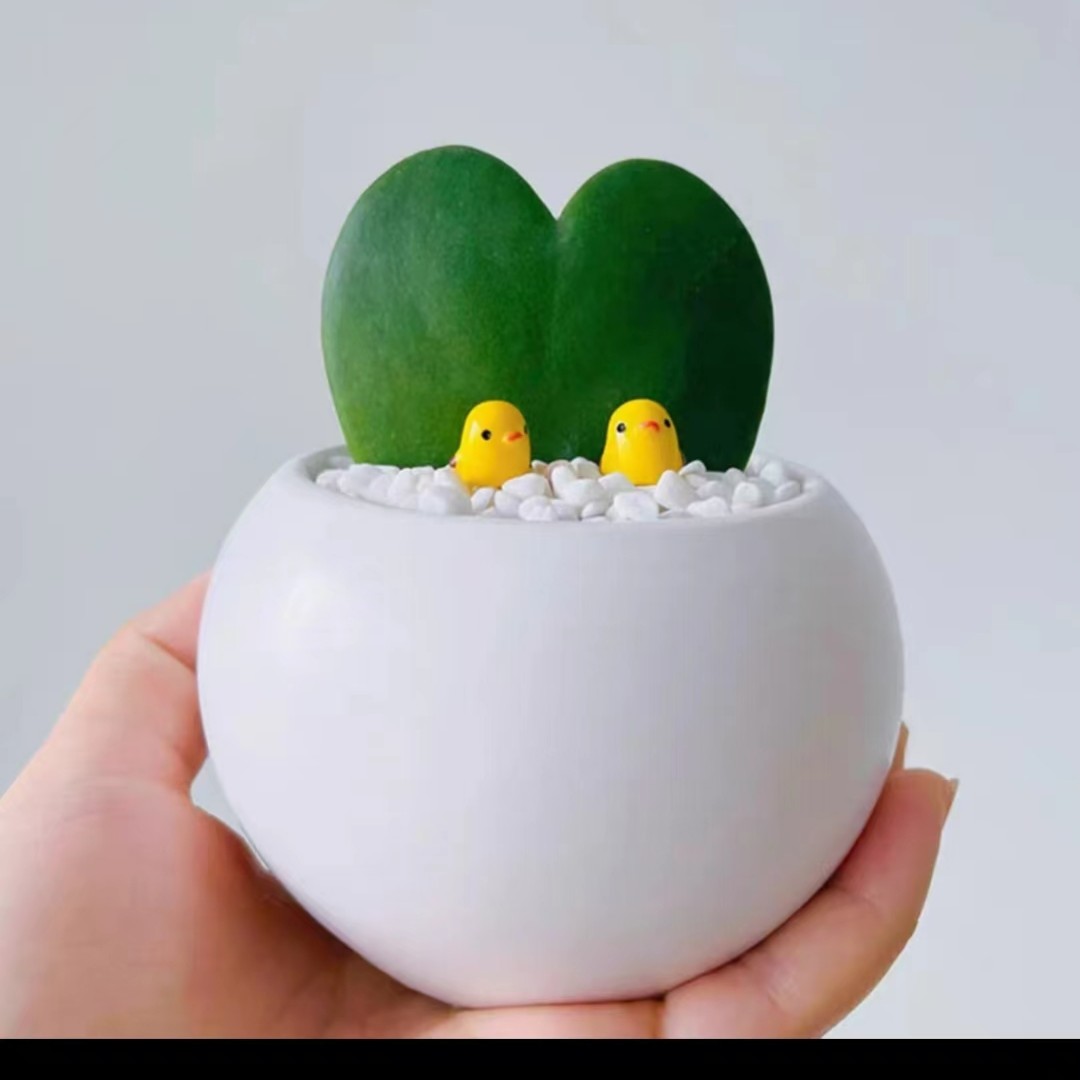 -一片心-心叶球兰多肉系列可以长成一片心树