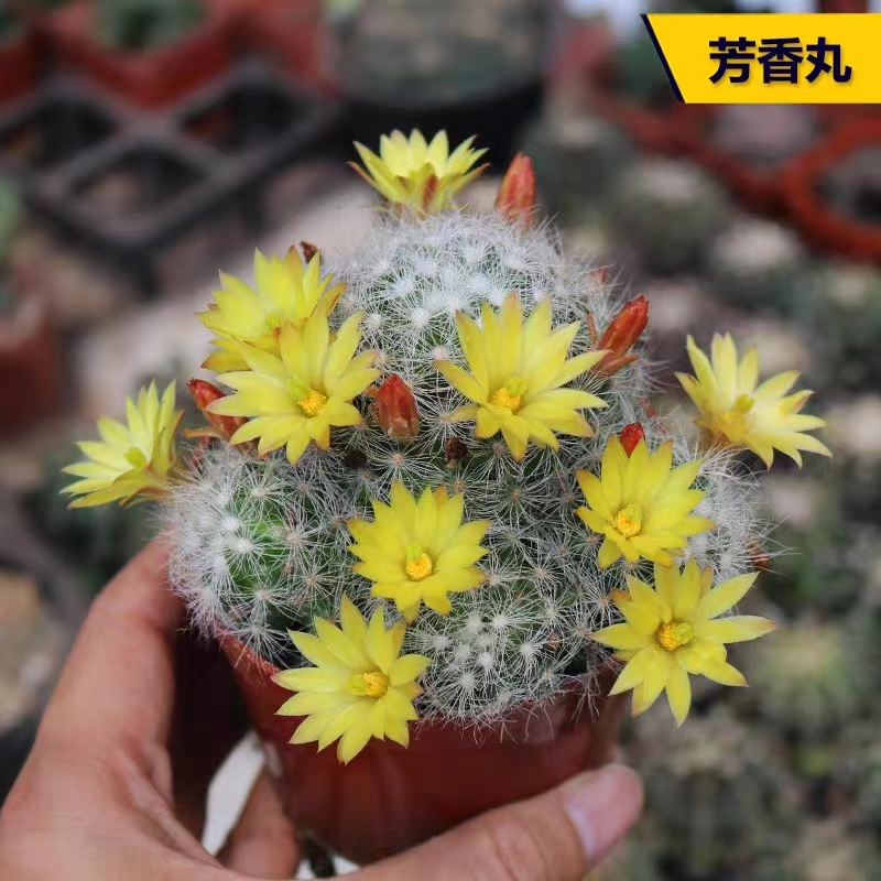 芳香丸群生仙人球系列黄色