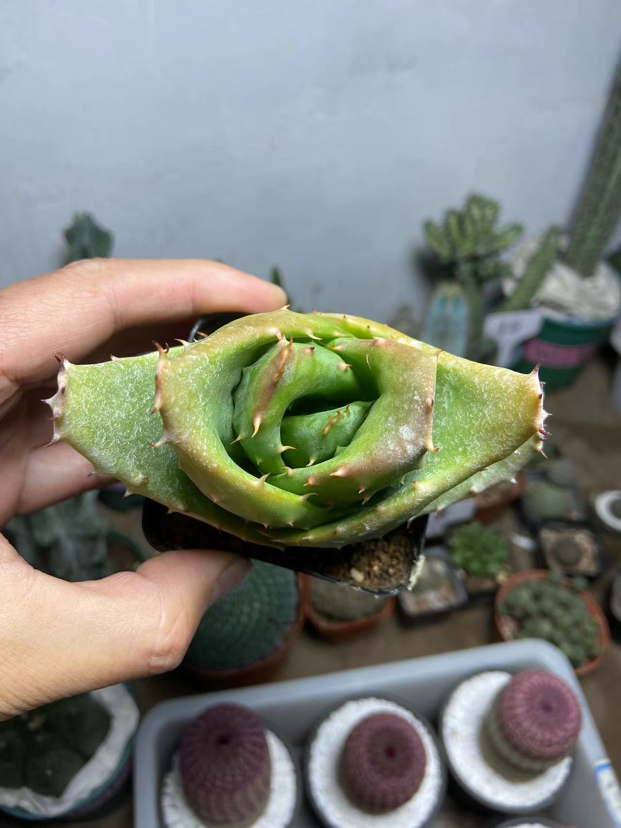 鳄鱼元宝芦荟系列