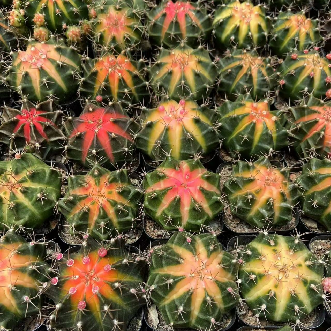 牡丹锦仙人球系列