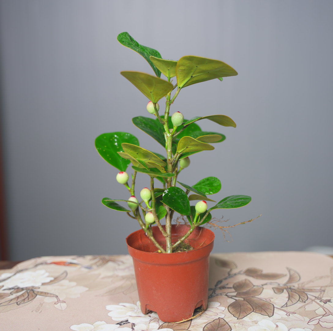 C【基地直发】（带果发）小盼菩提室内桌摆懒人高端景观精致绿植盆栽