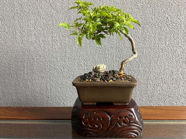 黄荆盆景树坨矮霸舍利茶空间书房客厅办公阳台海岛直播间一物一拍