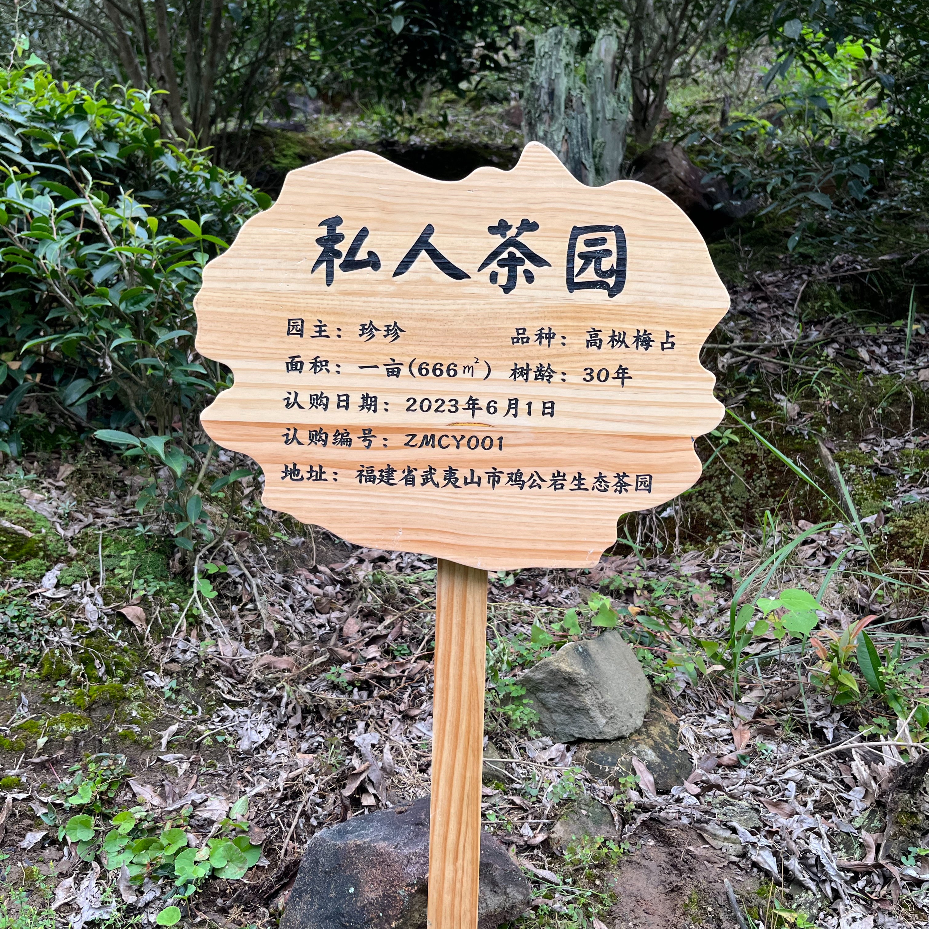 2023年 中盟茶业私人茶园认养半亩/一亩