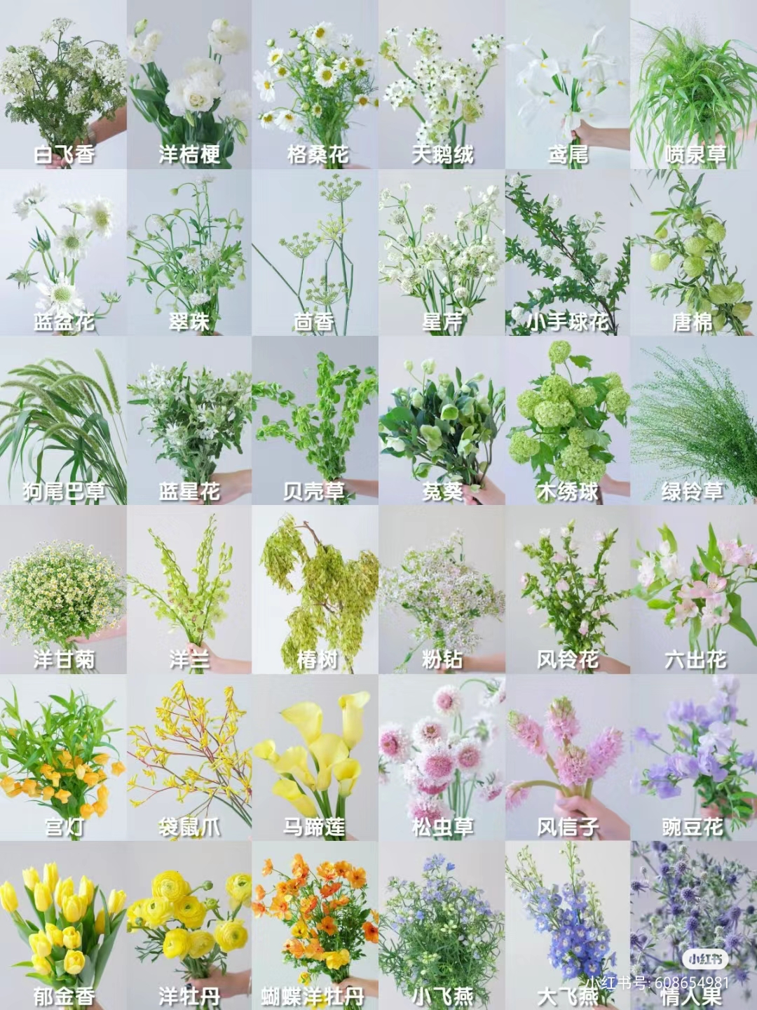 【胖虎花卉】云南基地草花汇总（任意四单草花包邮）