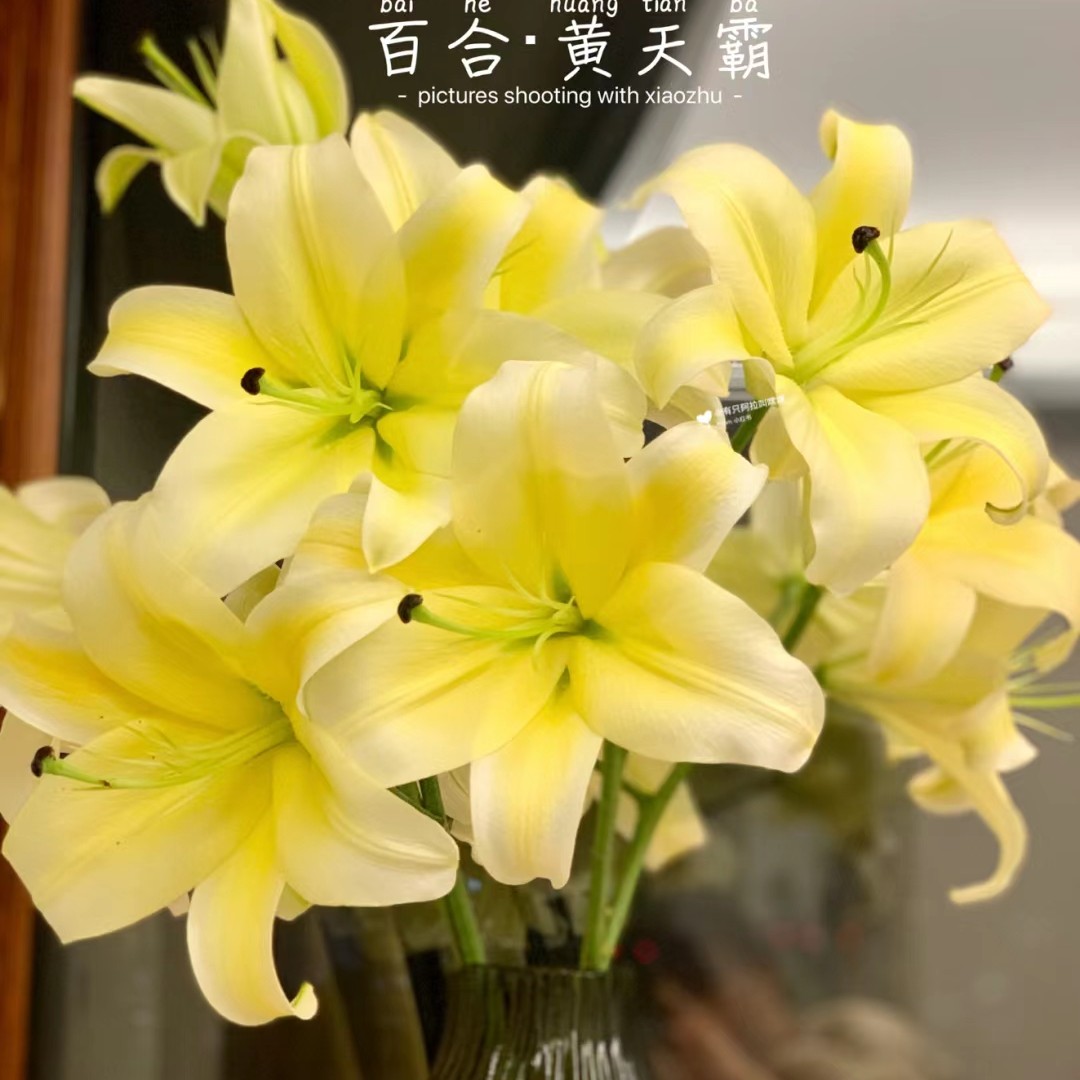 黄天霸香水百合5-10支（1单包邮）