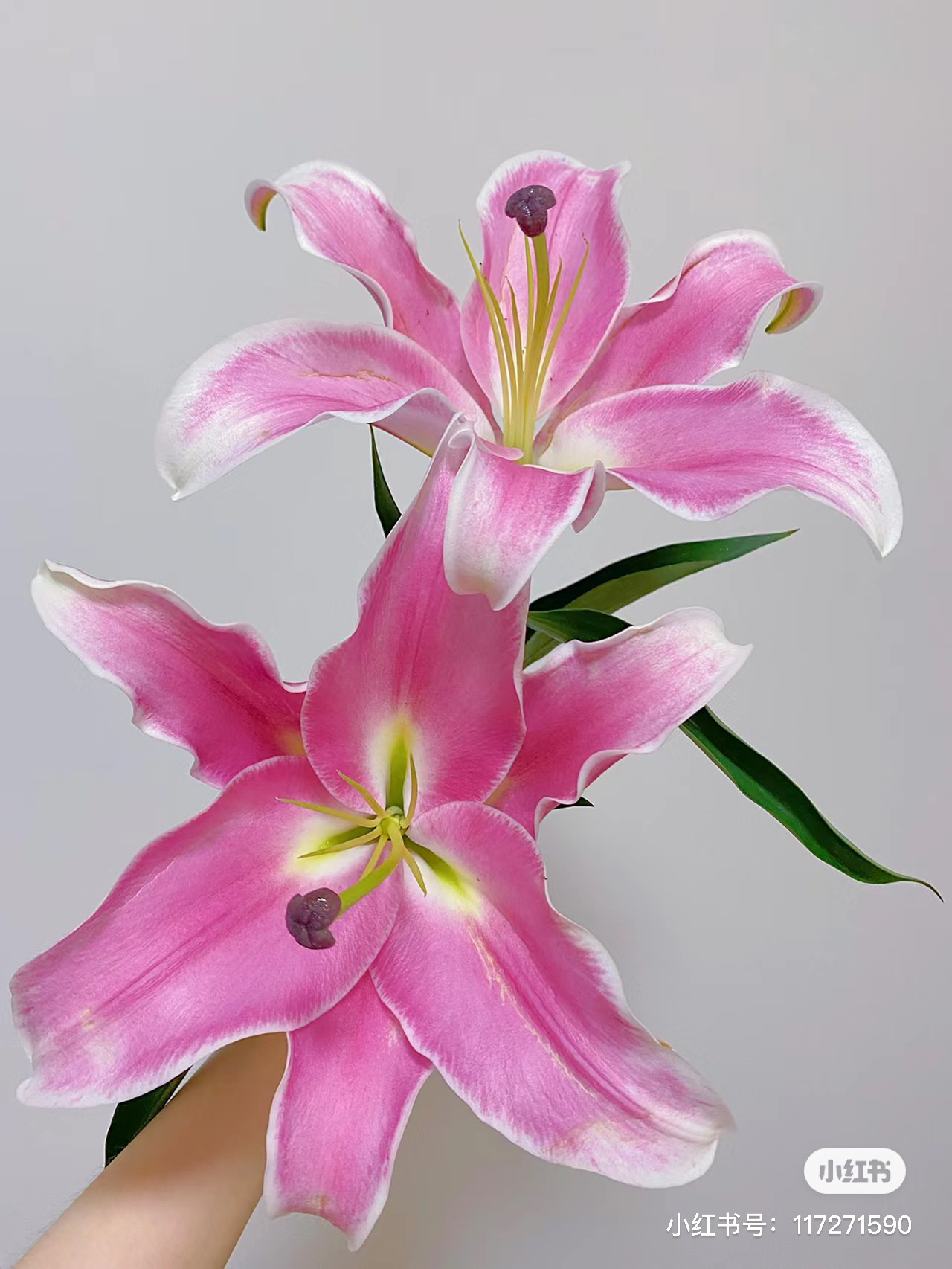 【胖虎花卉】普拉芬多百合 全场两单免费升级空运
