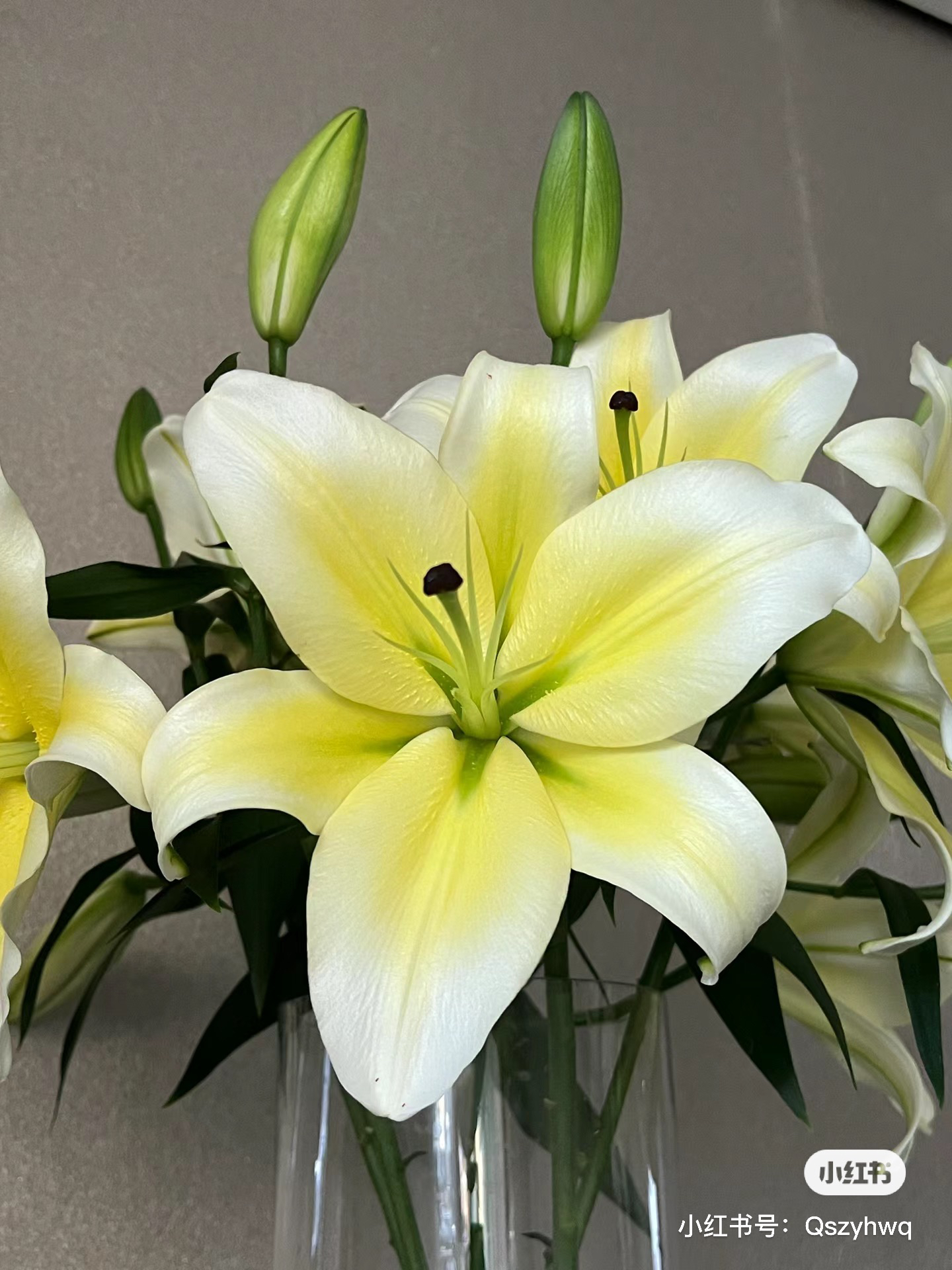 【胖虎花卉】黄天霸百合 全场两单免费升级空运