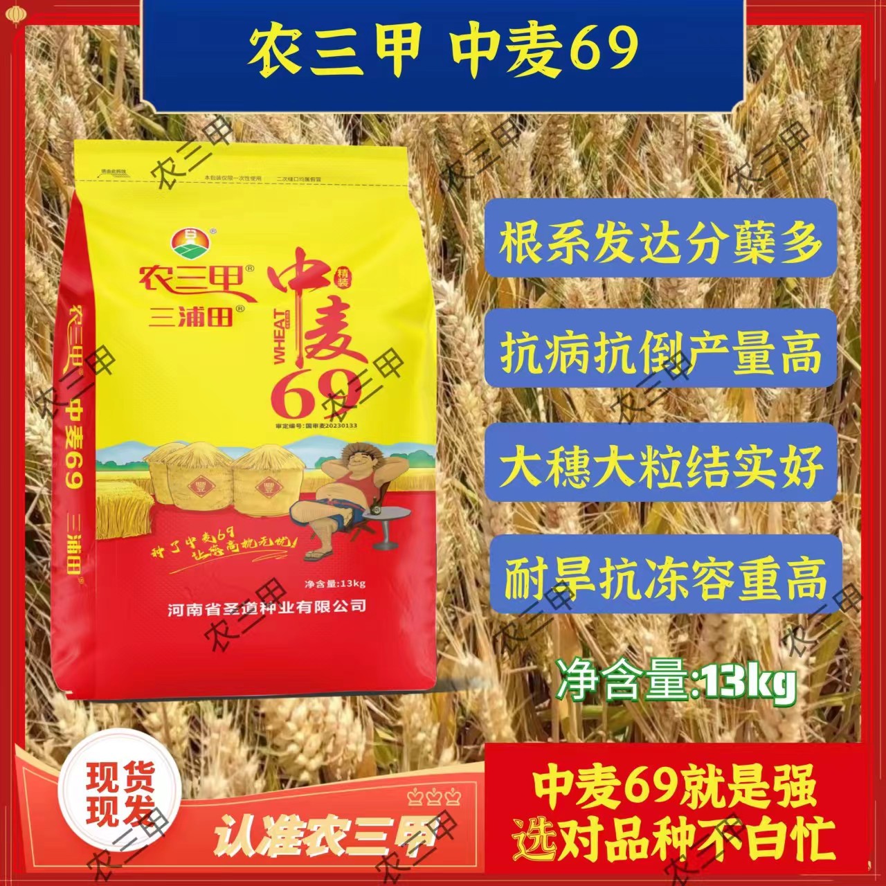 中麦69国审矮杆大穗超抗倒伏（农三甲）挑战1800耐旱新品种产量