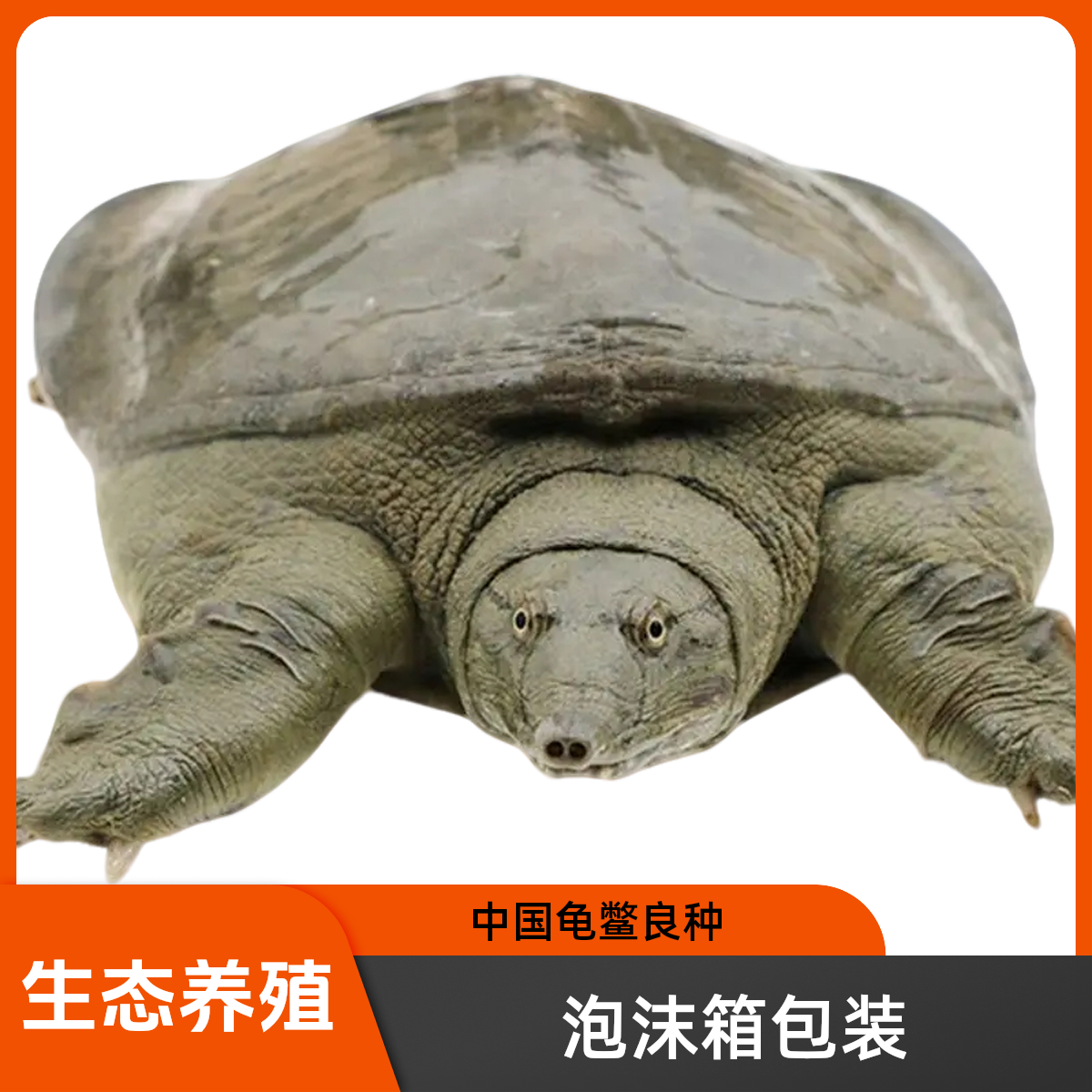 南丰生态外塘养殖九年老甲鱼