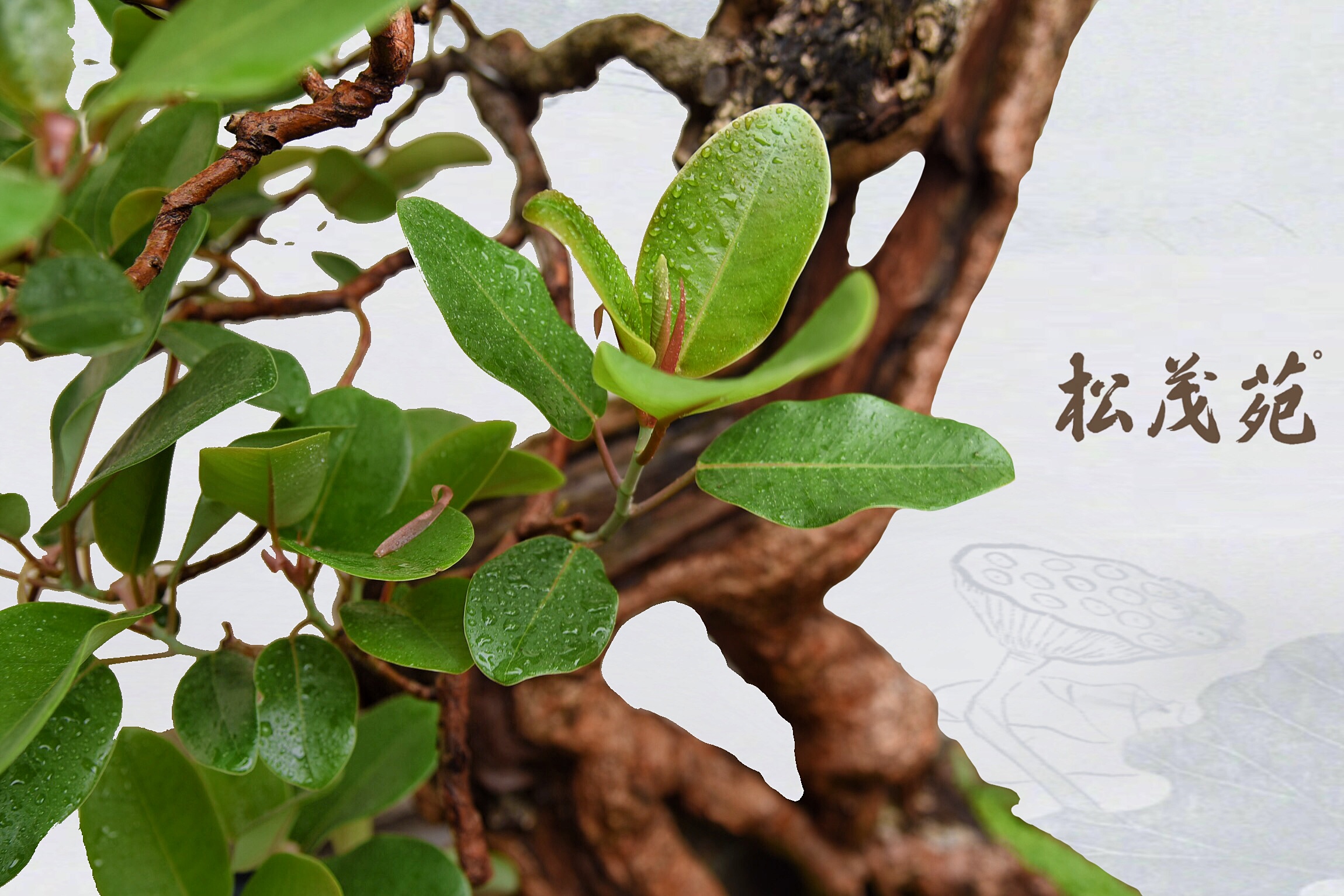 【直播链接】榕树盆景，一物一拍，打包发货不包盆——松茂苑