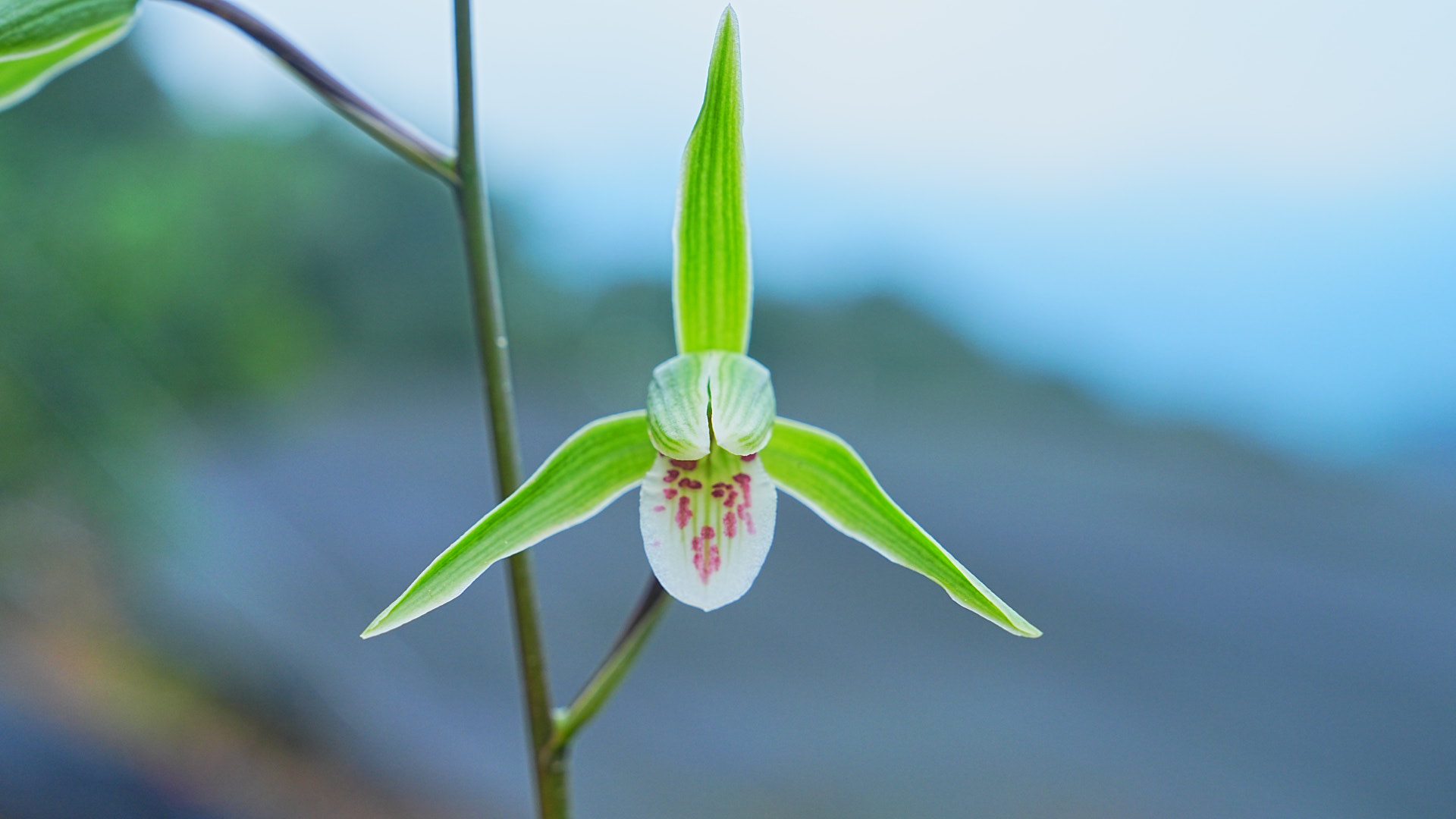 细叶寒兰，翠绿花