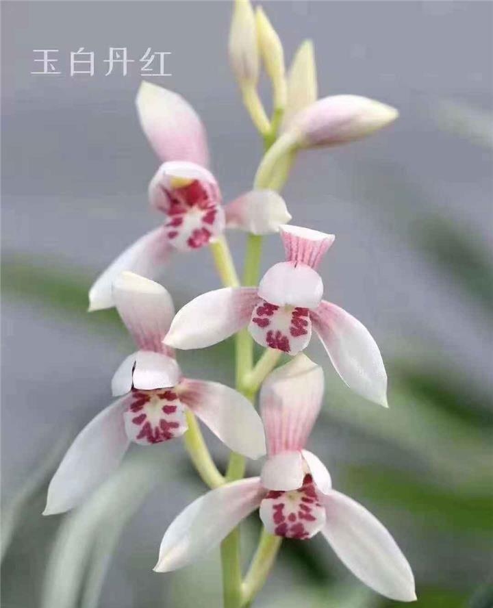 精品国兰大放漏 玉白丹红