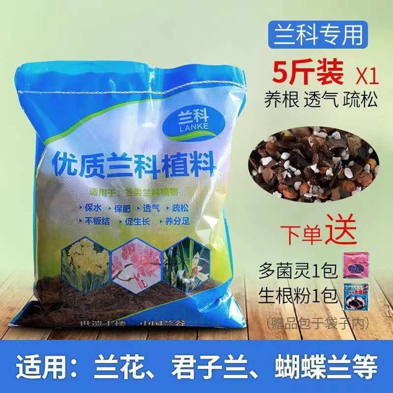 植料细叶寒兰Asd