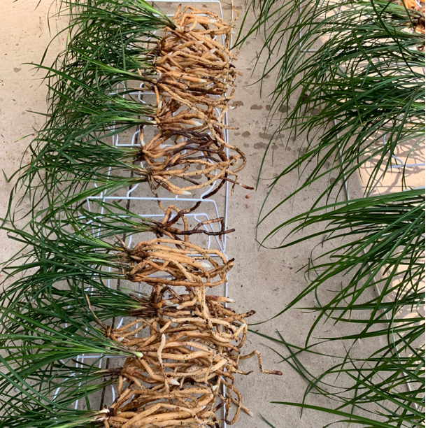 直播拍品10-50（春兰春剑蕙兰建兰寒兰莲瓣墨兰等）