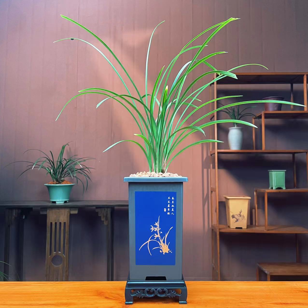 （奇花之首）兰花春兰余蝴蝶好养易活香味纯正