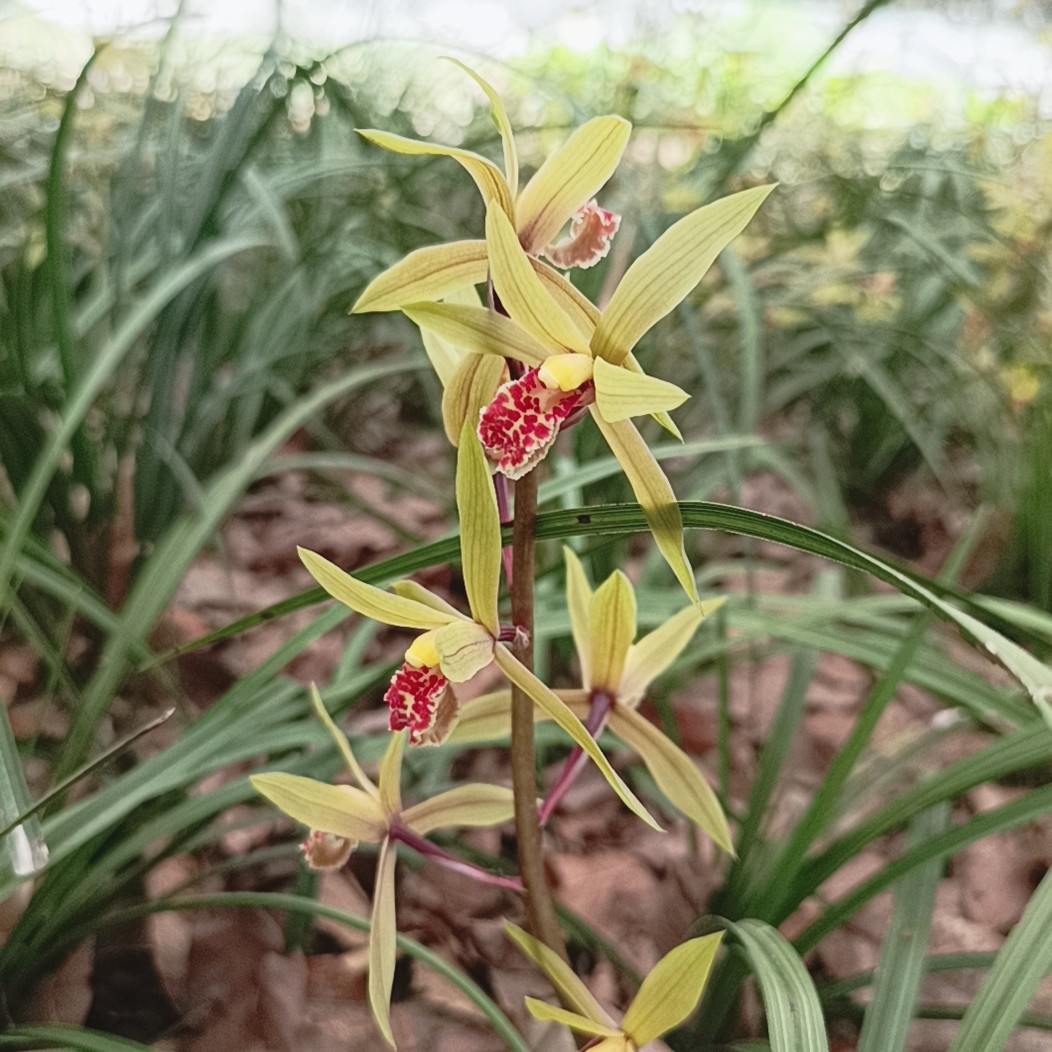 直播间付米专用     随州春兰蕙兰盆景兰花包邮（不含偏远地区）
