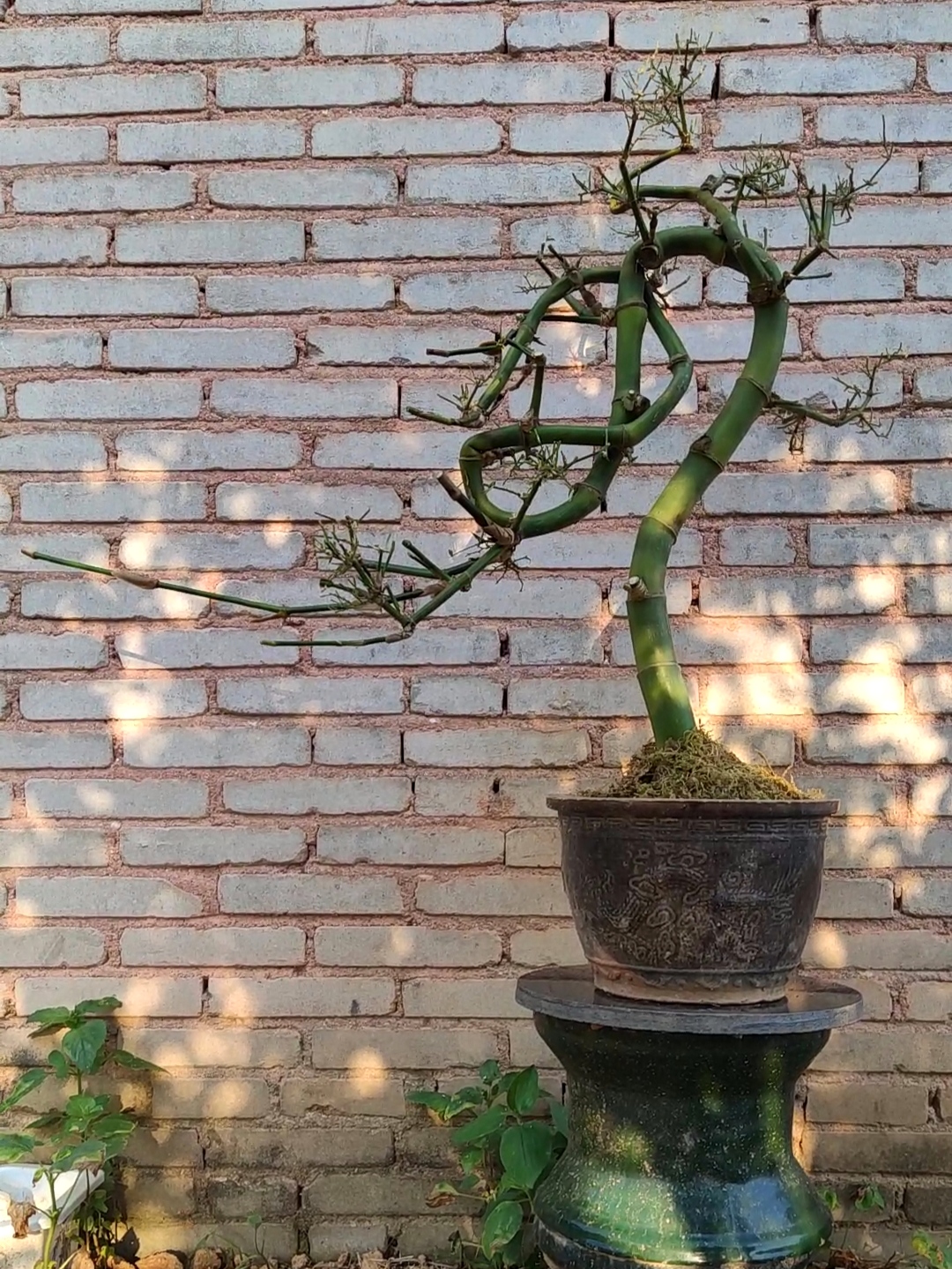 小叶簕竹精品盆景 直播间一物一拍 茶室绿植 空间美学花卉盆栽